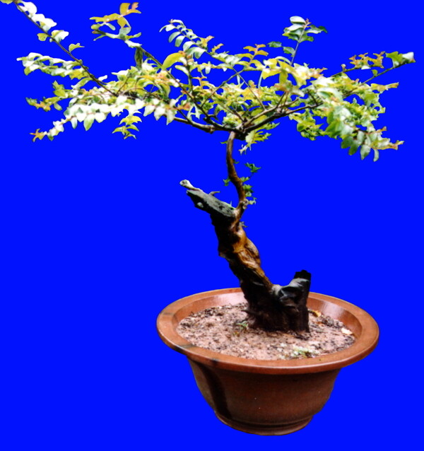 盆栽g128盆景盆花植物素材