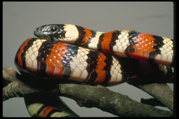 壁虎蛇爬行动物动物图片