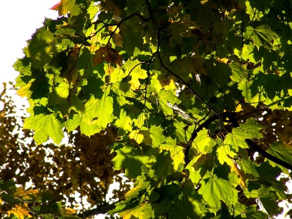 秋天绿叶风景图片