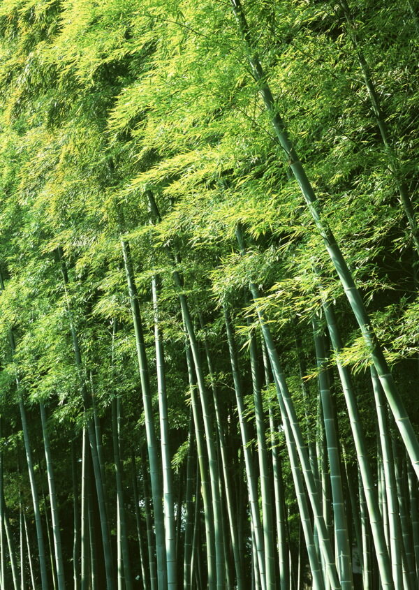 竹子圖片
