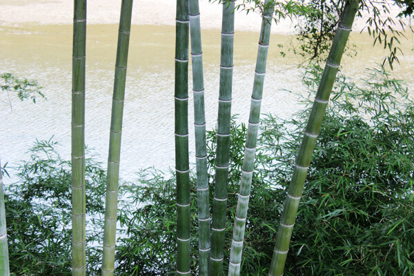 水边竹林图片