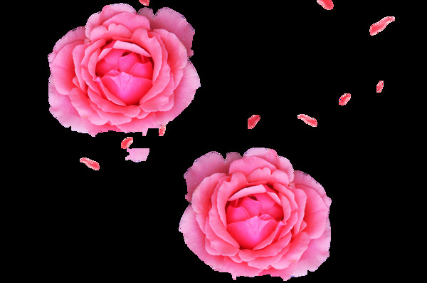 粉色玫瑰花瓣png元素素材