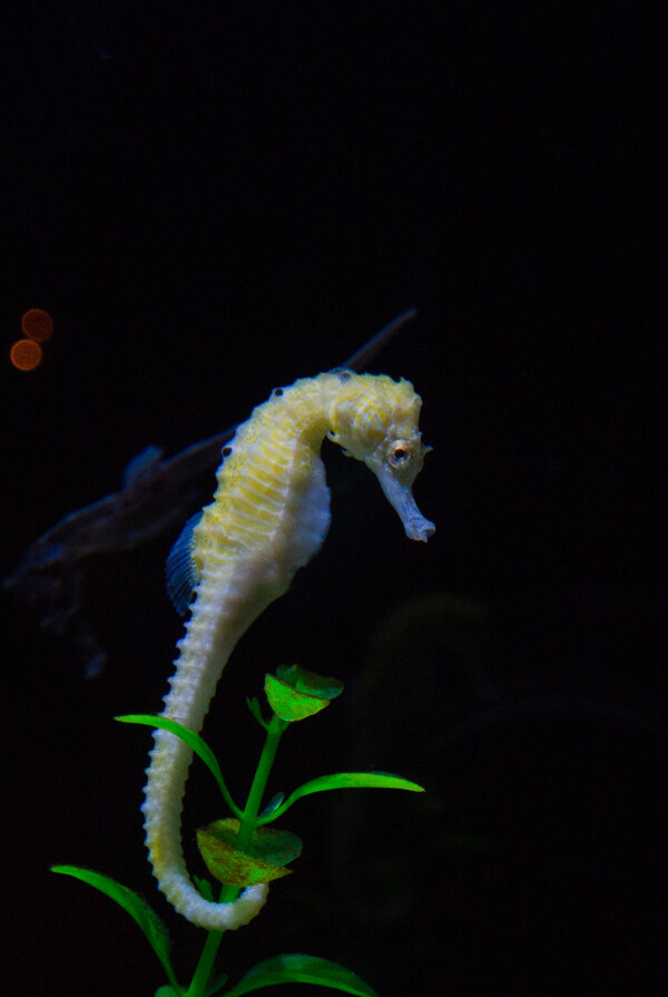 水族館圖片