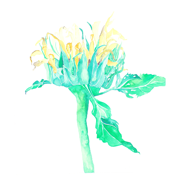位圖植物寫意花卉花朵野花免費(fèi)素材