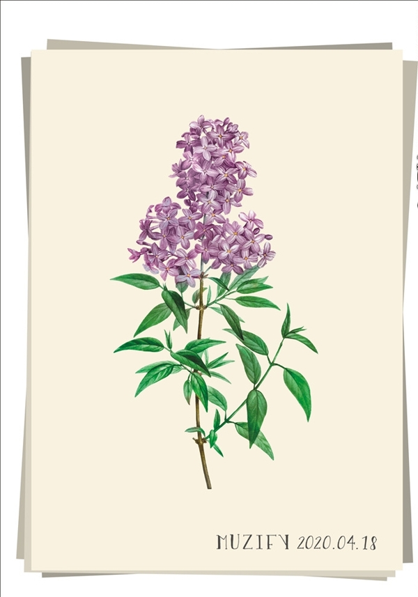 波斯紫丁香植物图鉴