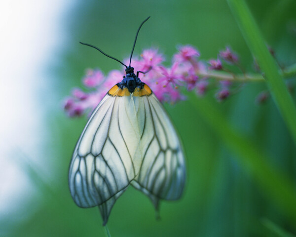 漂亮的蝴蝶图片