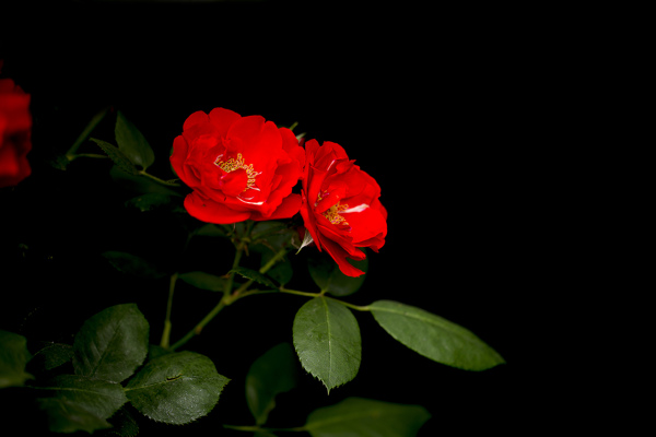 红色蔷薇花图片