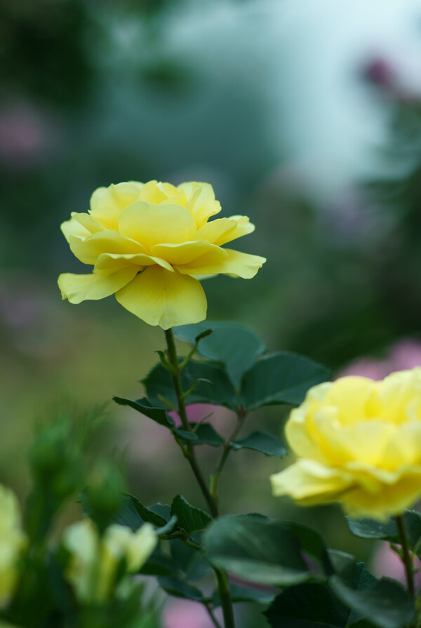 月季花圖片
