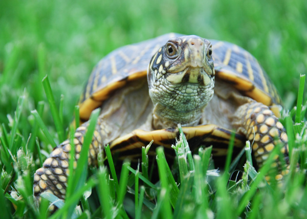 草地上的乌龟图片