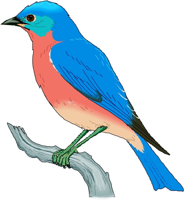 矢量逼真鳥類動物208