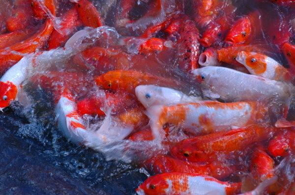 金魚特寫圖片