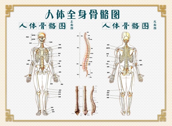 人体骨骼图图片