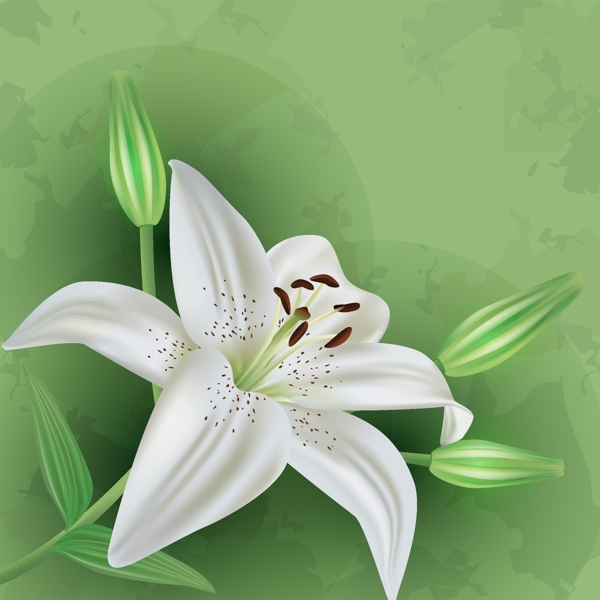 百合花綠色背景矢量素材下載