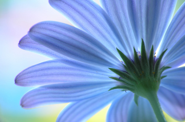 蓝色鲜花背景