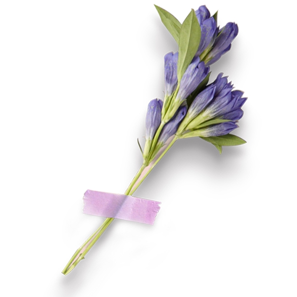 紫色的花枝装饰素材