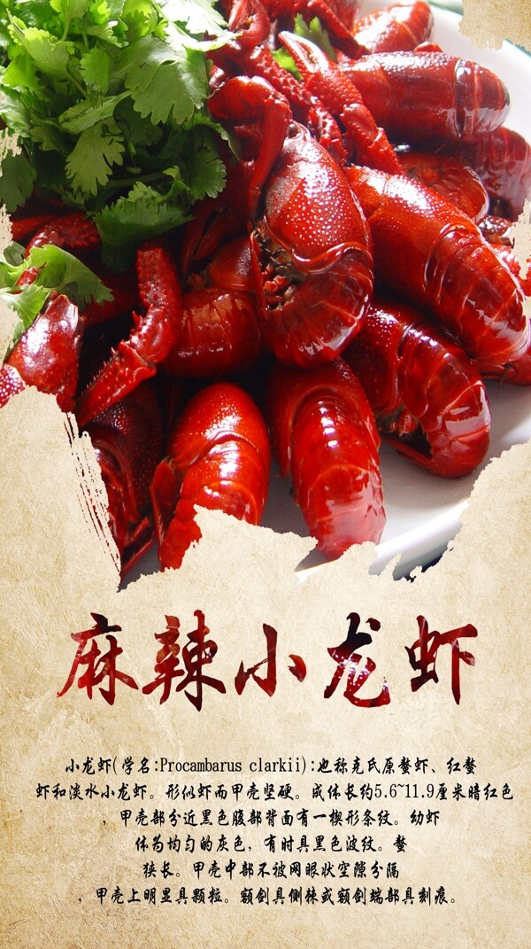 小龍蝦