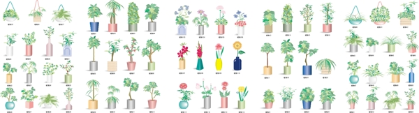 室內(nèi)植物圖片