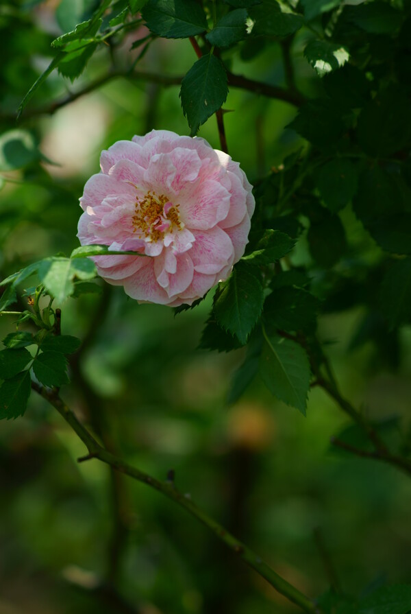 月季花圖片
