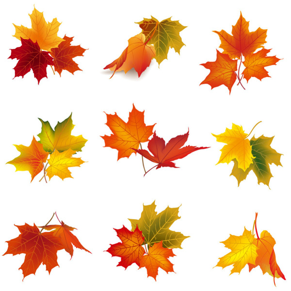 秋天的树叶矢量图素材