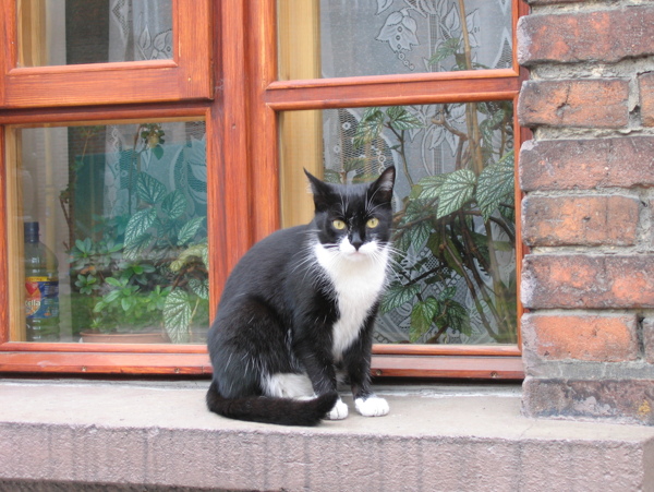 窗台上的黑猫图片