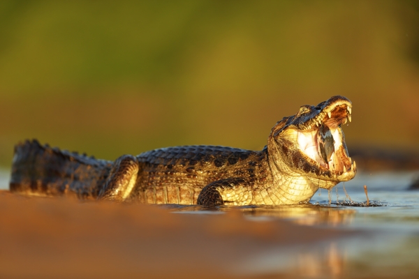 水里张开嘴的鳄鱼图片