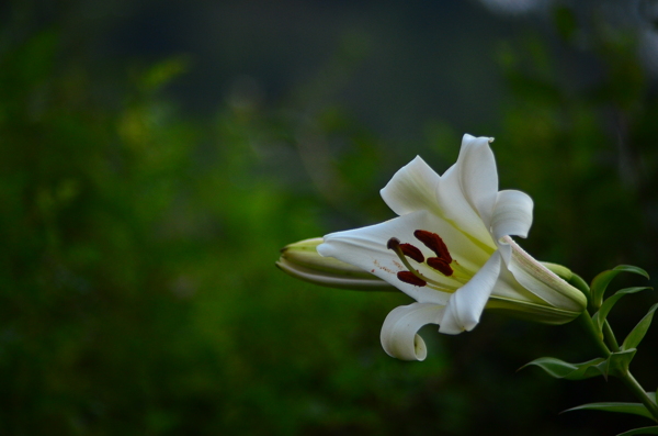 百合花