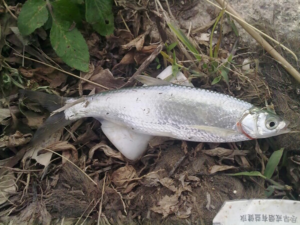 小魚圖片