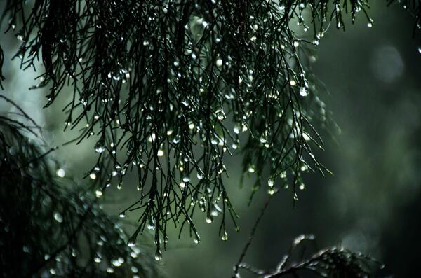 雨天的松树