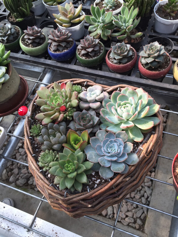 多肉植物