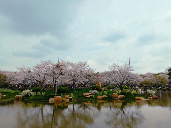 东湖樱花园