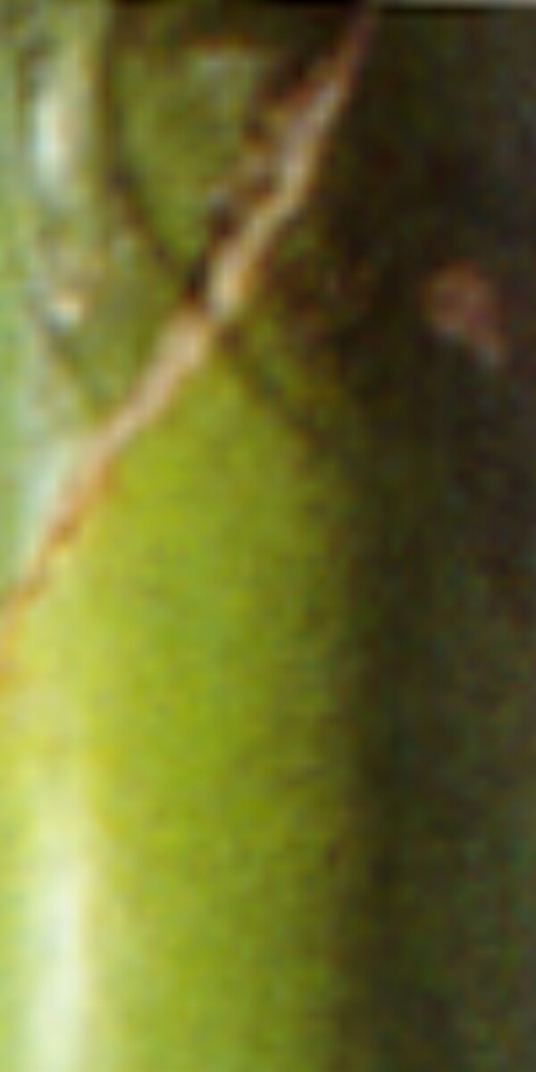 PalmTree棕櫚樹(shù)