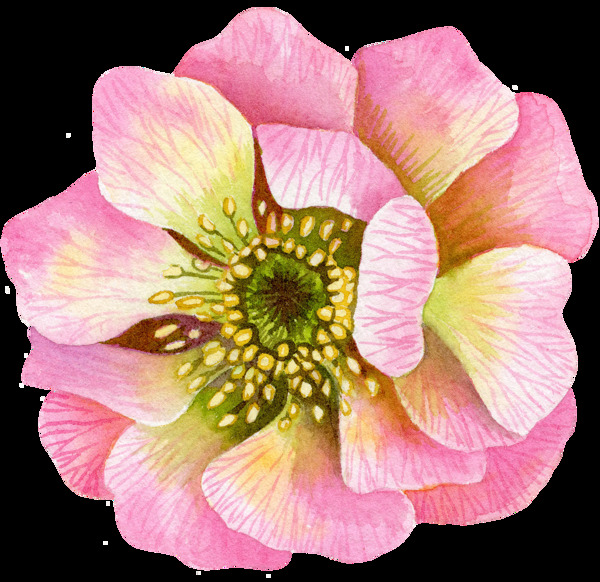 逼真美艷花朵圖片素材