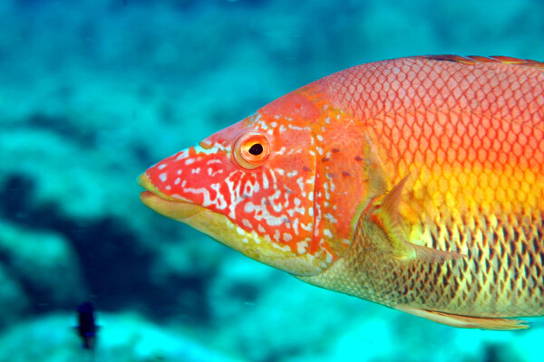海底彩色的鱼图片