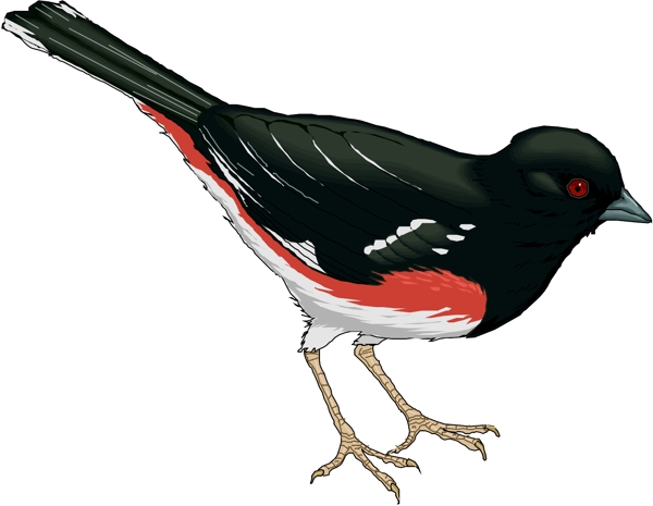 矢量逼真鳥類動物16