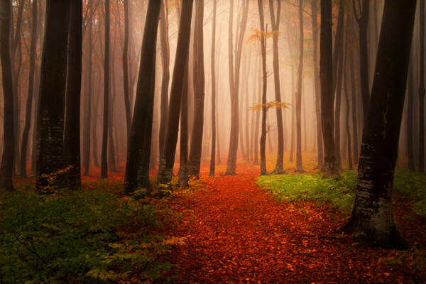 雾气弥漫的漂亮树林图片