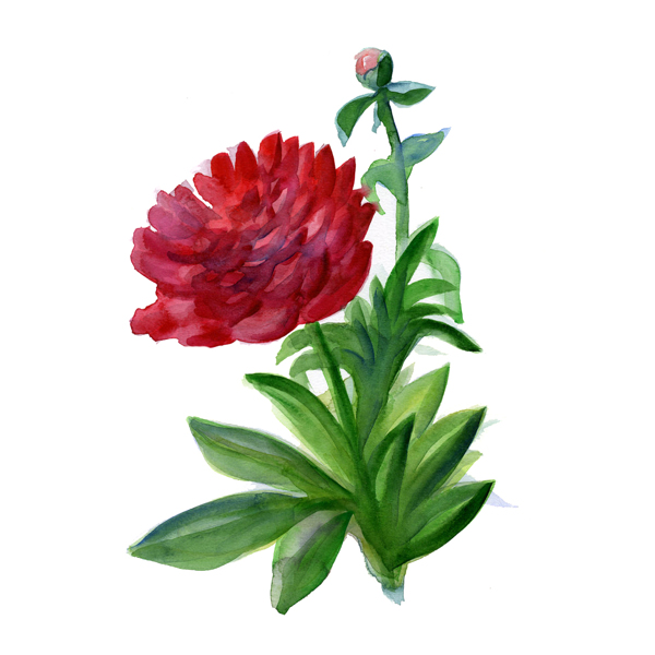 位圖植物寫意花卉花朵月季免費素材