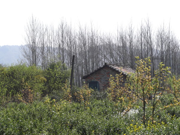 林中小屋圖片
