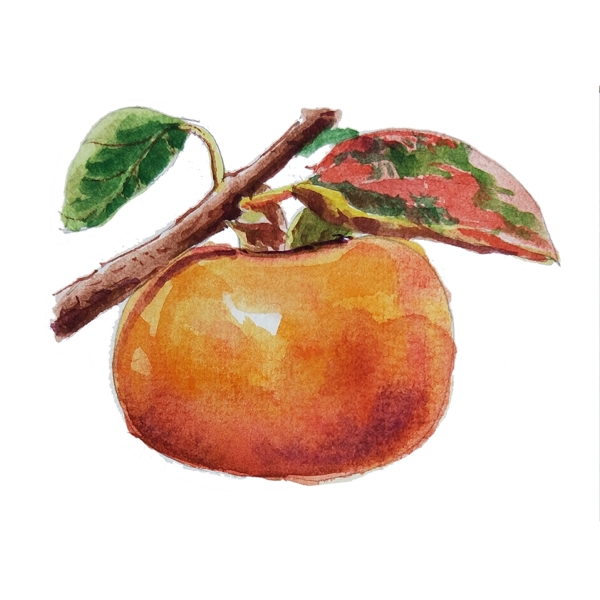 手绘卡通水彩水果柿子