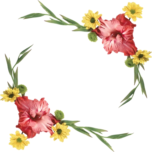菊花边框图片