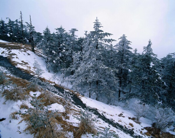 白雪覆盖的山林雪景图片