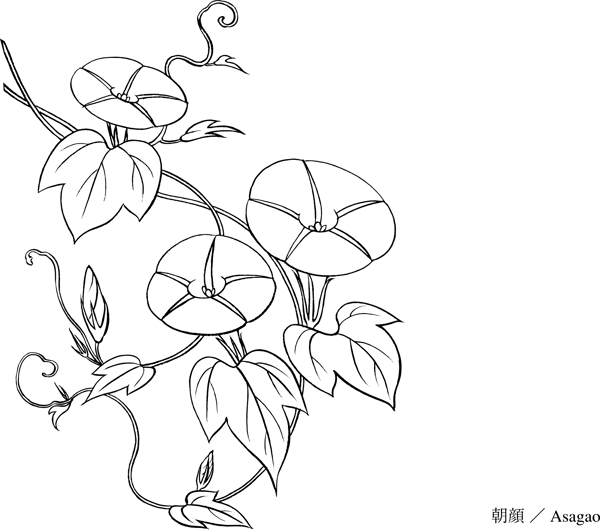 牽牛花圖片
