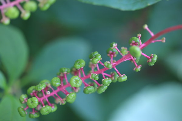 草本植物商路