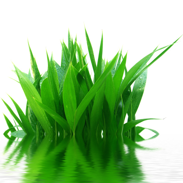 绿色植物高清素材