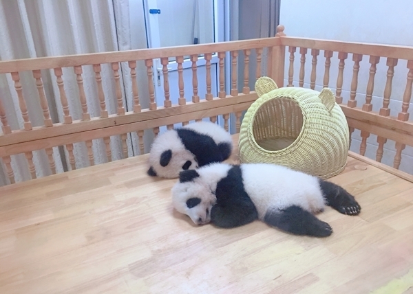 幼年熊猫图片