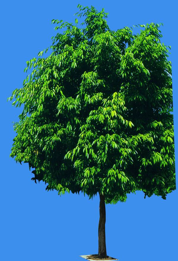 雀榕植物素材