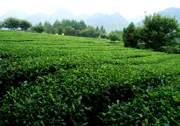仙人嶺茶園圖片
