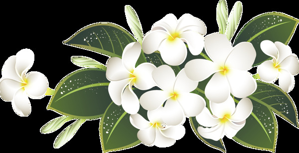 朴素白色花朵透明素材