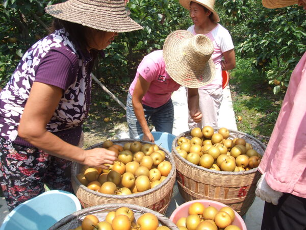 農(nóng)業(yè)圖片