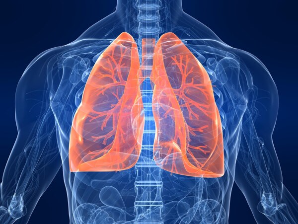 人体肺部