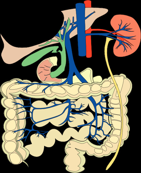 消化器官的医学图